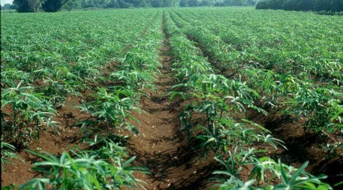 Adamawa: Cassava Farmers Benefit From N375m Loan