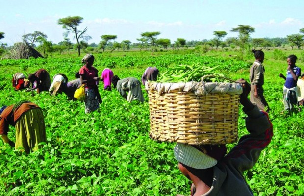Stakeholders Call for Synergy Between CBN, Agric Ministry