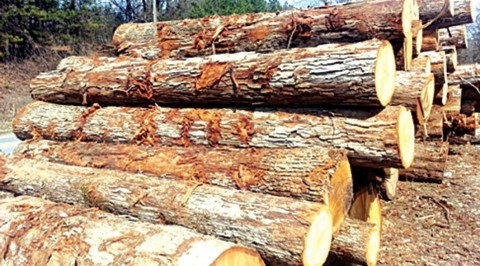 Environment: Oyo Govt Moves Against Illegal Felling of Trees