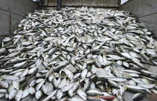 FG Says Nigeria May Stop Fish Importation by 2022