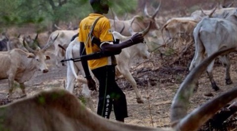 One Dies, Cows Killed After Herdsmen, Ogun Residents Clash
